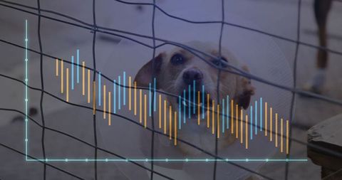 Sick Dog in Kennel Predictive Health Monitoring in Animal Shelter