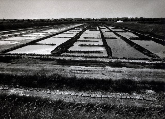 Black and white photograph showcasing vintage salt flats divided into sections filled with water reflecting the sky. The rural setting and traditional agriculture methods are evident in the design of the terrain and water channels. Ideal for use in historical presentations, agricultural industry insights, and nature conservation discussions. Enhances educational materials on traditional agricultural practices and natural resource management.
