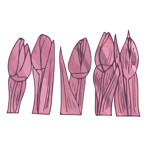 pink flowers botanical illustration transparent png vector - Download Free Stock Videos Pikwizard.com