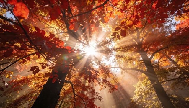 Sunburst Through Autumn Canopy Piercing Red and Orange Fall Foliage