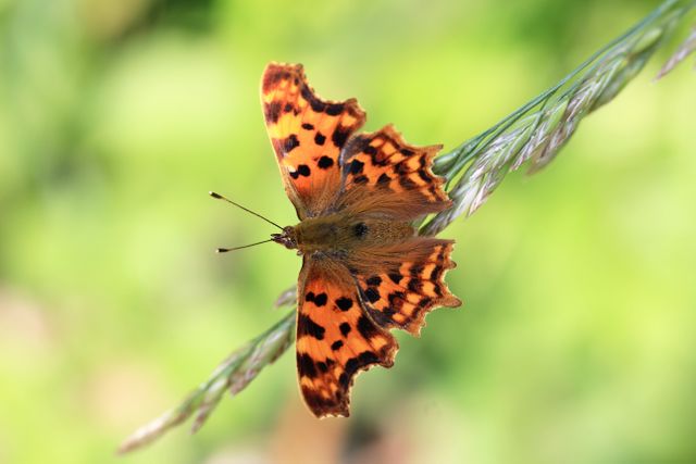 Tortoiseshell Butterfly Resting on Grass Stem in Nature - Download Free Stock Photos Pikwizard.com
