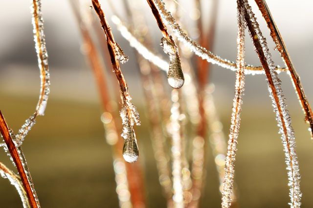This image captures the beauty of frozen water droplets hanging from icy branches, bathed in sunlight. The image showcases the intricate details of nature during winter. Ideal for use in nature-themed projects, presentations, seasonal greetings, or backgrounds emphasizing winter and natural beauty.