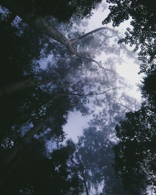Misty Forest Canopy Under Dramatic Foggy Sky - Download Free Stock Photos Pikwizard.com