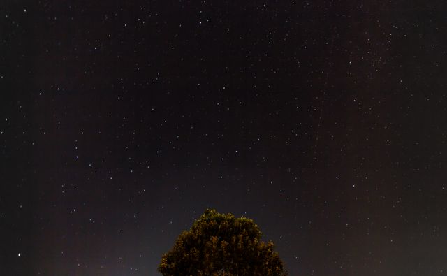 This image depicts a solitary tree silhouetted against a clear starry night sky. Ideal for use in astronomy blogs, nature-themed presentations, and inspirational social media posts. Invokes feelings of serenity, and awe of nature.