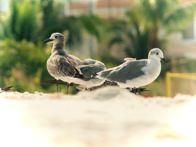 Seagulls are perched on a sandy beach, with a tropical, blurred background of greenery and palm trees. Perfect for depicting summer, wildlife, tropical resorts, or bird watching. Could be used in travel brochures, nature blogs, or wildlife conservation campaigns.