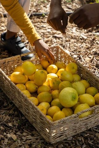 Parent and child picking lemons from wicker basket in sunlit garden