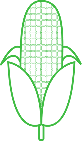 green corn outline with fluffy kernel grid on transparent - Download Free Stock Videos Pikwizard.com