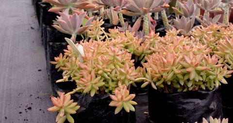 Pink-tipped rosette succulents in greenhouse on woven ground cloth