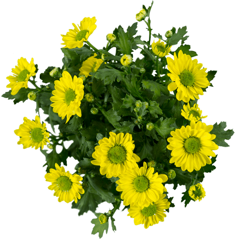 vibrant yellow daisies on transparent background - Download Free Stock Videos Pikwizard.com