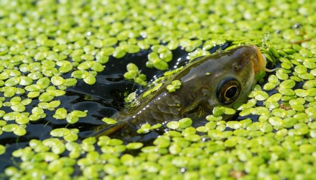 Green frog head peeking through dense duckweed, wetland macro with reflective water texture