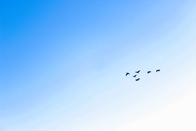 Flock of Birds Flying in Clear Blue Sky - Download Free Stock Photos Pikwizard.com