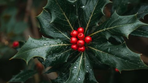 Glistening Holly Cluster with Rain Droplets and Vibrant Red Berries Macro Closeup