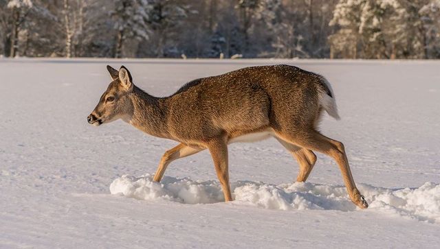 White-tailed deer walking across snowy field leaving hoofprints at sunrise golden light