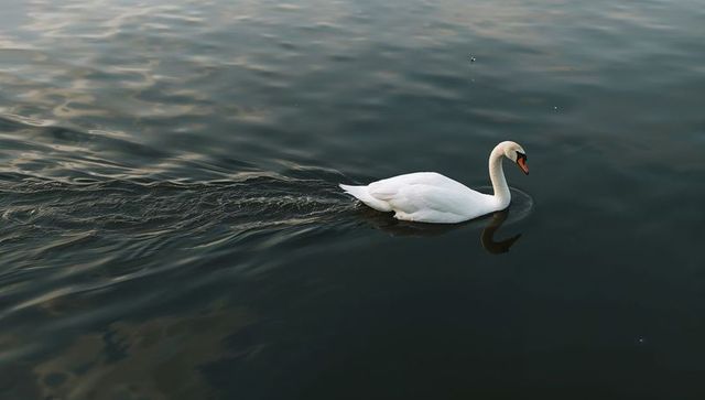 White swan gliding across calm lake leaving v-shaped wake and mirror reflection, minimalist dawn
