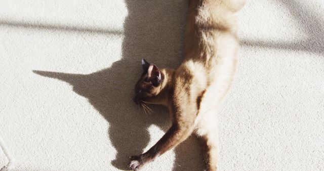 Siamese cat stretching on a sunlit carpet, casting a distinct shadow. Suitable for use in pet care advertisements, home decor blogs, and social media posts highlighting relaxed and cozy home environments.