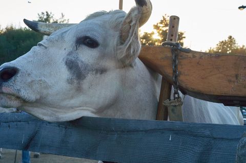 Sunlit white ox leaning over fence with wooden yoke at rural fair