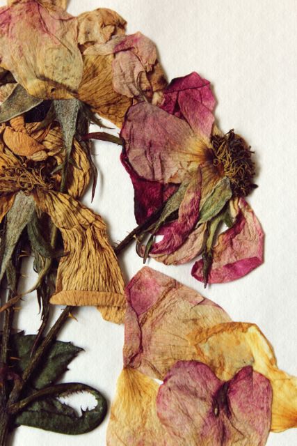 Close-up view of colorful dried flowers, showcasing their textured petals and faded hues. Suitable for use in artistic projects, craft inspiration, decoration ideas, and romantic-themed designs.