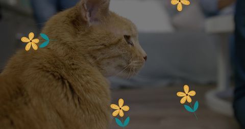 Orange Cat Decorated with Flowers Sitting Indoors on Sunny Day - Download Free Stock Images Pikwizard.com
