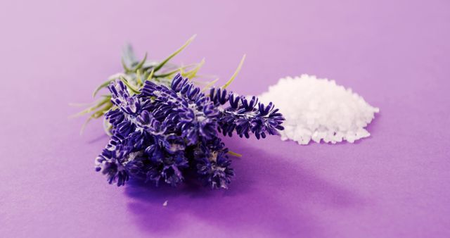 A small bouquet of lavender flowers lies next to a pile of white crystals on a purple background, with copy space. Lavender is often associated with relaxation and aromatherapy, while the white crystals could be bath salts or a natural remedy ingredient.