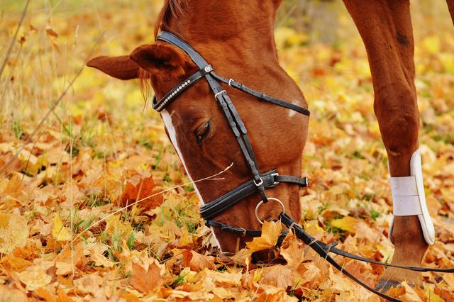 Brown horse grazing on fallen autumn leaves under trees. Useful for nature and wildlife themes, equestrian subjects, seasonal activities, and countryside scenes.