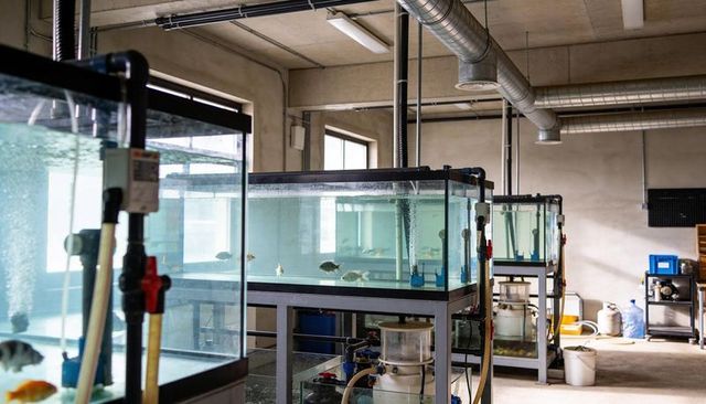 Industrial aquaculture tanks showing filtration systems, air stones and fish in lab
