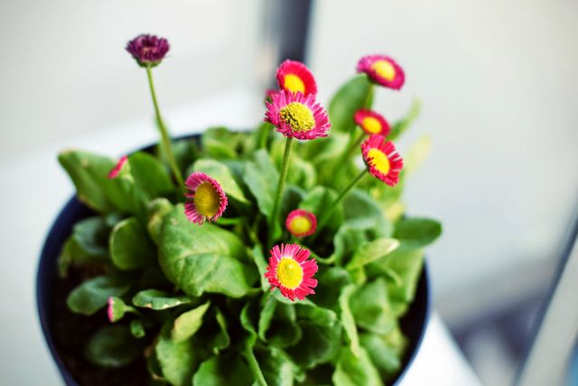 This image showcases a close-up view of vibrant red daisy flowers with a backdrop of lush green leaves in a pot. Perfect for use in gardening websites, floral blogs, and nature-themed presentations. Illustrates the beauty of indoor plants and could be used in promotional materials for plant nurseries or flower shops.