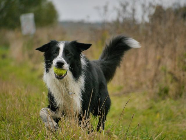 Border Collie running energetically through grass field with a tennis ball in its mouth, capturing a playful and joyful moment. The countryside backdrop with blurred primarily green and brown elements suggests a rural or natural setting ideal for pets. Suitable for themes related to pets, outdoor activities, rural life, nature, and pet care products.