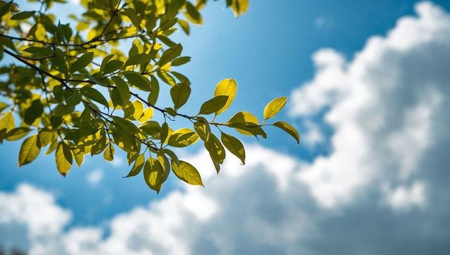 Sunlit yellow-green leaves backlit on thin branch against blue sky and puffy clouds