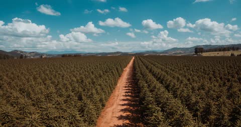 Drone Flying Over Symmetrical Rows on Tree Farm