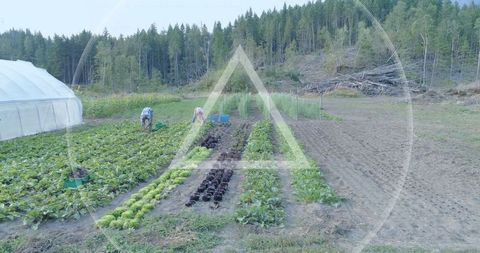 Organic Farmers Tending Lettuce Rows on Sustainable Farm