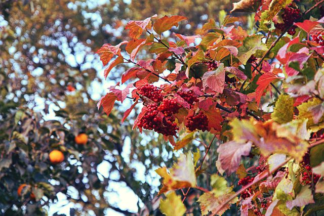Close-Up of Vibrant Red Berries on Autumn Tree Branch - Download Free Stock Photos Pikwizard.com