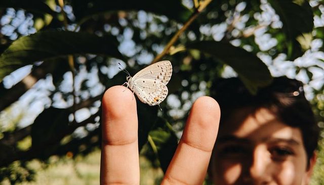 Child holding delicate pale butterfly on fingertip in sunlit backyard with soft bokeh