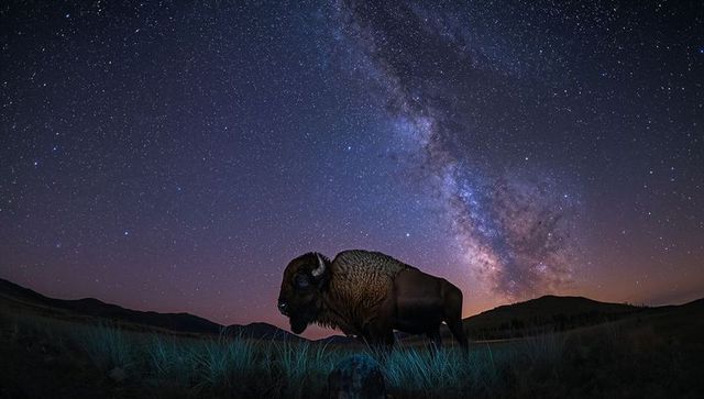 American bison silhouetting against milky way core over prairie nightscape under starry sky