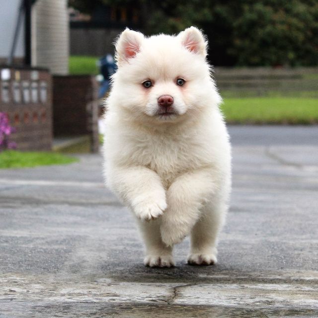 Fluffy white puppy running on pavement outdoors, showcasing energy and playfulness. Perfect for advertisements relating to pet products, pet adoption campaigns, or social media posts promoting cute and playful animals.