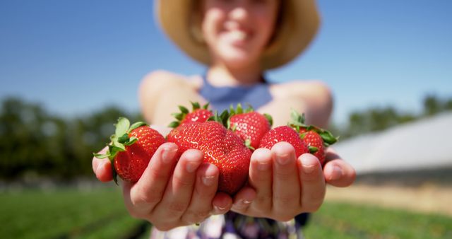 Person holding freshly picked strawberries outdoors on a sunny day. Background features a farm, indicating a rural setting. Perfect for concepts such as fresh produce, healthy eating, agricultural work, summer activities, and fruit harvest. Ideal for use in food blogs, advertisements for farm markets, or lifestyle articles focused on healthy living.