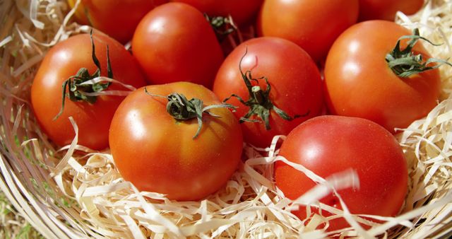 Ripe tomatoes with vibrant red hues are nestled in a basket filled with straw, with copy space. Fresh produce like these tomatoes is essential for a healthy diet and is often used in a variety of culinary dishes.