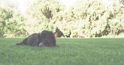Lounging black dog holding red rope toy on sunlit suburban lawn, leafy background