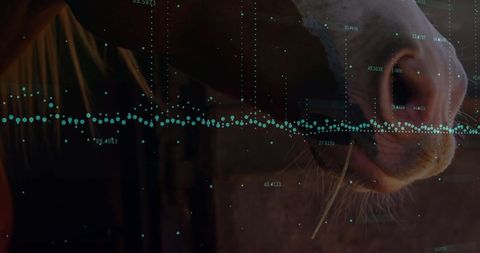 Horse Muzzle with Digital Data Overlay Near Stable Gift, Copy Space
