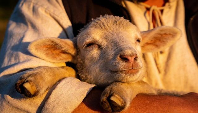 Sunlit farmer cradling content lamb on forearms during golden hour on rural farm
