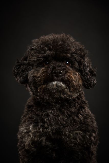 Close-up portrait of a curly-haired black dog sitting against a dark background, creating a dramatic and focused appearance. Useful for pet care advertisements, animal portrait galleries, and websites highlighting dog breeds and pet adoption.