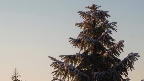 Sunrise warming snow-laden conifer branches swaying in quiet winter park