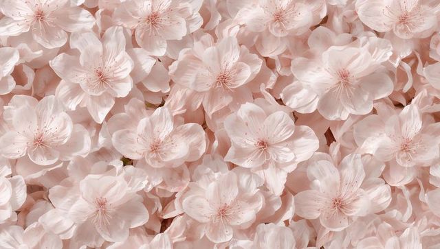 Pale pink cherry blossom close-up filling frame, delicate petals and stamens, pastel bloom