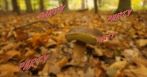 Celebratory Party Text over Autumn Woodland Mushroom - Download Free Stock Images Pikwizard.com