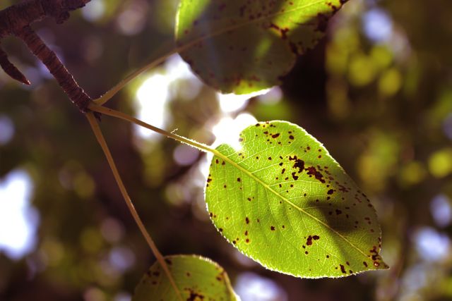 Close-up of green leaves with black spots illuminated by the sun from behind, highlighting details of foliage. Useful for nature and environmental themes, gardening content, educational materials on plant diseases, or backgrounds for ecological and landscape designs.