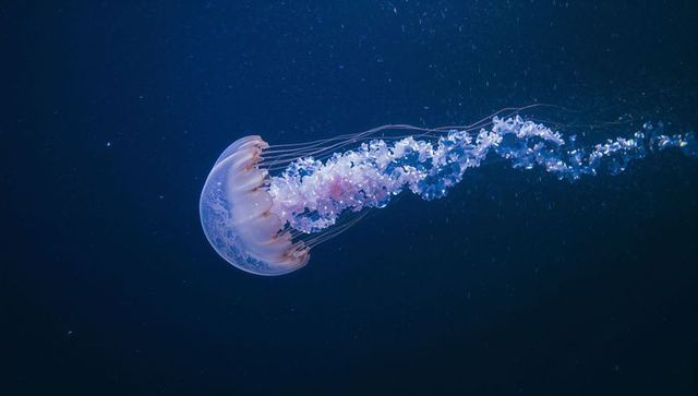 Translucent Jellyfish Glowing in Deep Blue Ocean