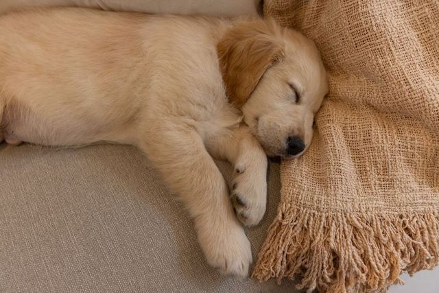 Golden retriever puppy sleeping on beige sofa with tan fringed blanket