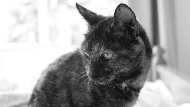 Capturing the essence of a serene and thoughtful cat, this black and white close-up highlights the feline's contemplative expression. Perfect for use in publications about pets, animal behavior, and domestic life, or for marketing campaigns that focus on calmness and introspection.