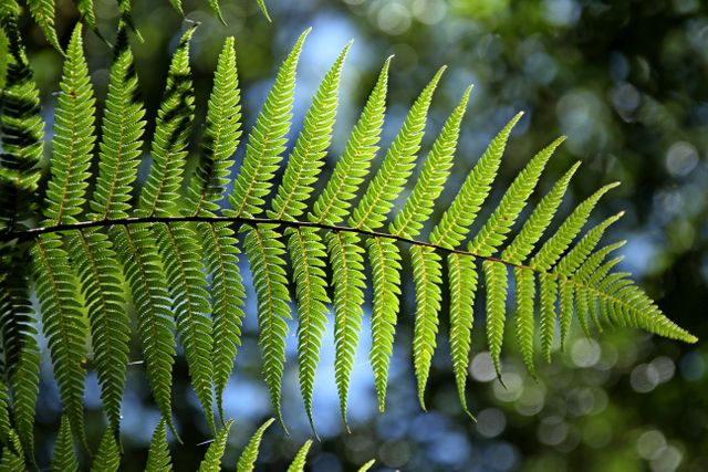 Image shows a fern frond illuminated by sunlight with a blurred forest background. Suitable for use in nature-related content, botanical studies, eco-friendly campaigns, and decorative purposes in outdoor-themed designs or projects celebrating natural beauty.