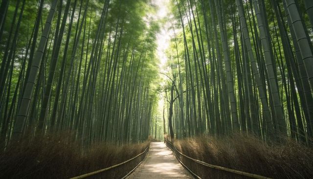 Sunlit bamboo pathway leading through towering green canopy toward vanishing point
