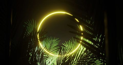 Neon yellow circle illuminating tropical foliage in dark setting